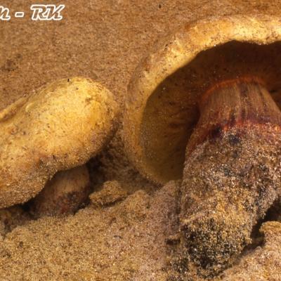 Pulveroboletus Hemichrysus