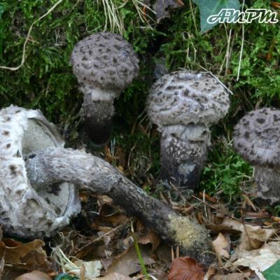 Strobilomyces Strobilaceus