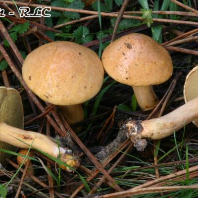 Suillus Bovinus