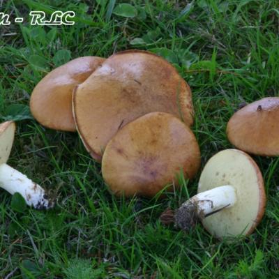 Suillus Granulatus