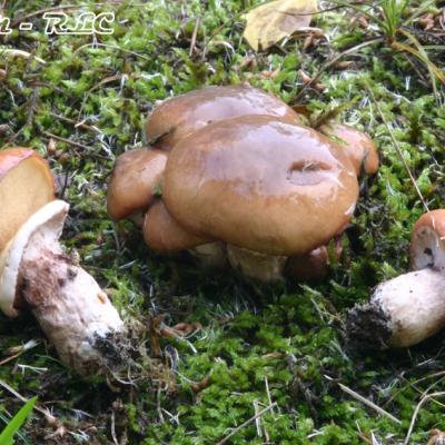 Suillus Luteus