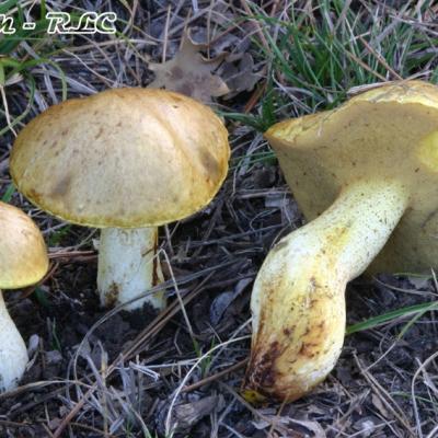 Suillus Mediterraneensis