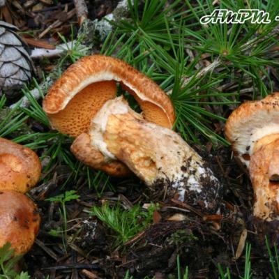 Suillus Tridentinus