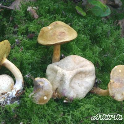 Xerocomus Parasiticus