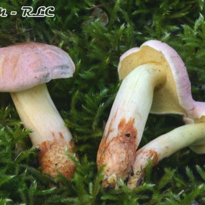 Xerocomus Persicolor