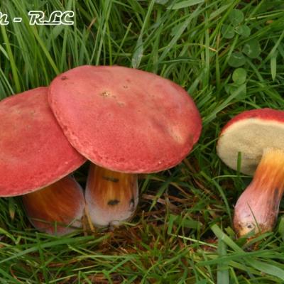 Xerocomus Rubellus