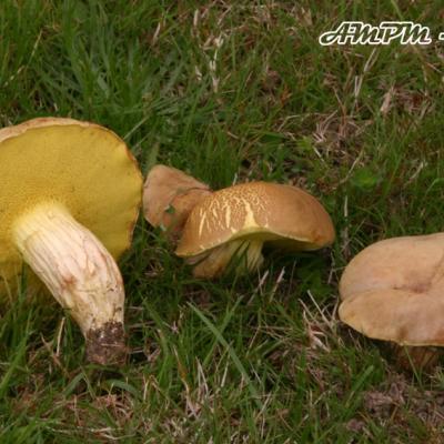 Xerocomus Subtomentosus