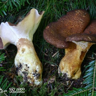 Albatrellus Pescaprae