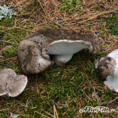 Boletopsis Leucomelaena