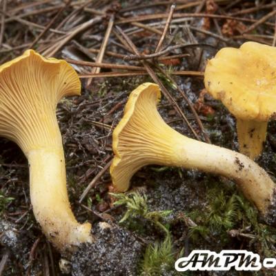 Cantharellus Cibarius