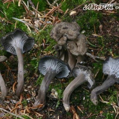 Cantharellus Cinereus