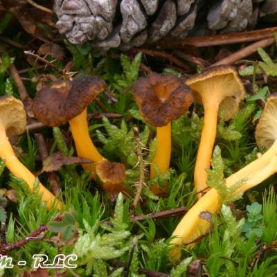 Cantharellus Lutescens2