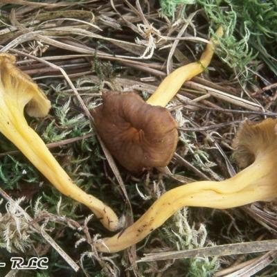 Cantharellus Lutescens