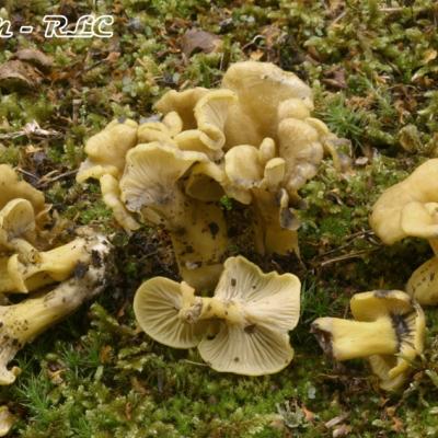 Cantharellus Melanoxeros