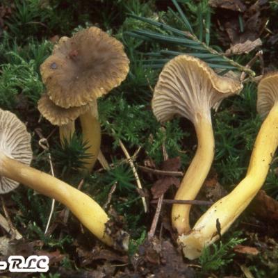 Cantharellus Tubiformis