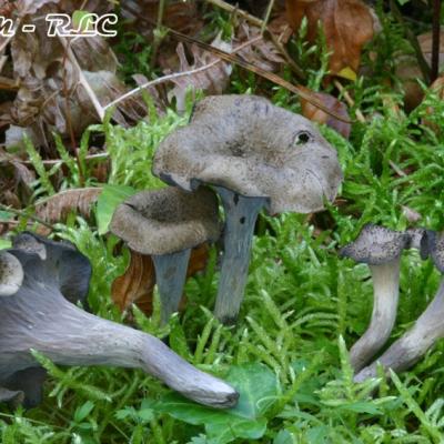 Craterellus Cornucopioides