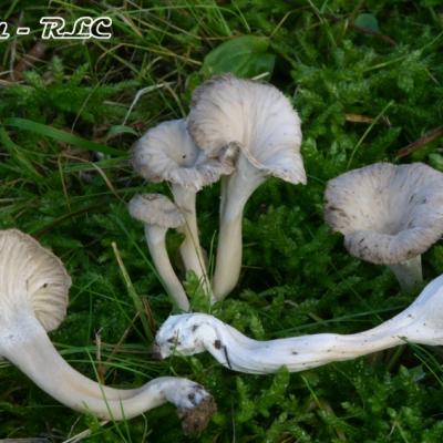 Pseudocraterellus Undulatus