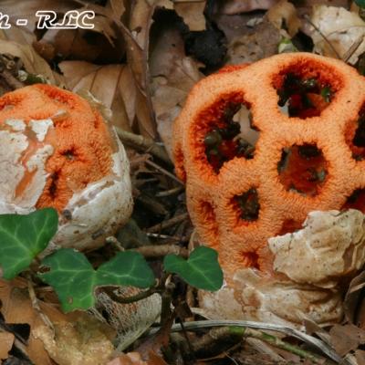 Clathrus Ruber2