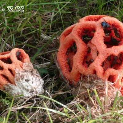 Clathrus Ruber