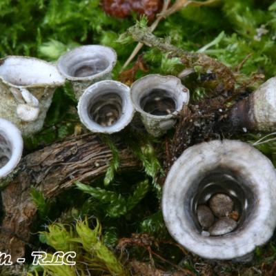 Cyathus Olla