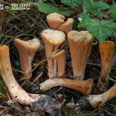 Clavariadelphus Truncatus