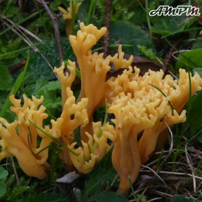 Clavulinopsis Corniculata