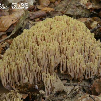 Ramaria Stricta