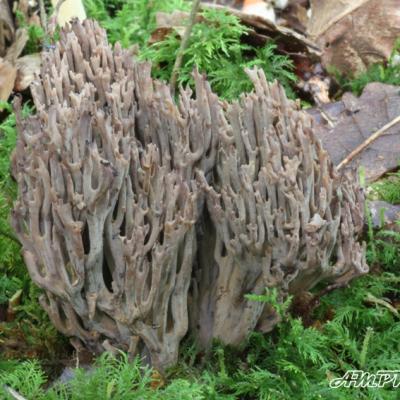 Ramaria Versatilis